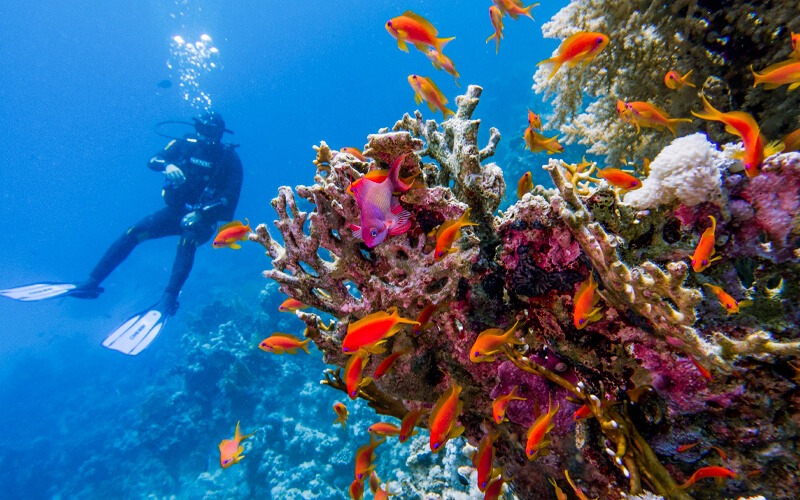 Scuba Diving Spots in Egypt 2026 7 Scuba Diving Egypt