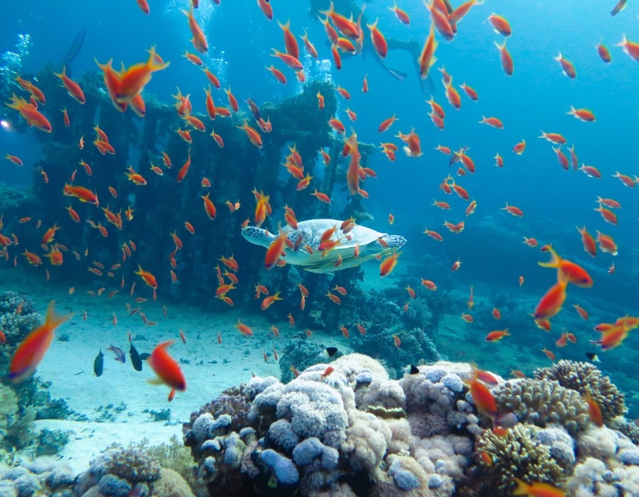 Things To Do in Hurghada Egypt in 2026 10 Things To Do in Hurghada Egypt